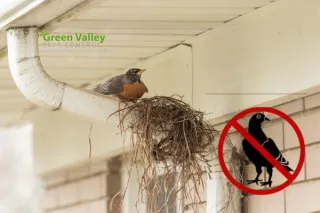 Why Should You Consult Professionals for Bird Removal and Avoid DIY?