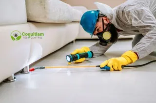 Top Signs Your Home Needs Residential Pest Control Services