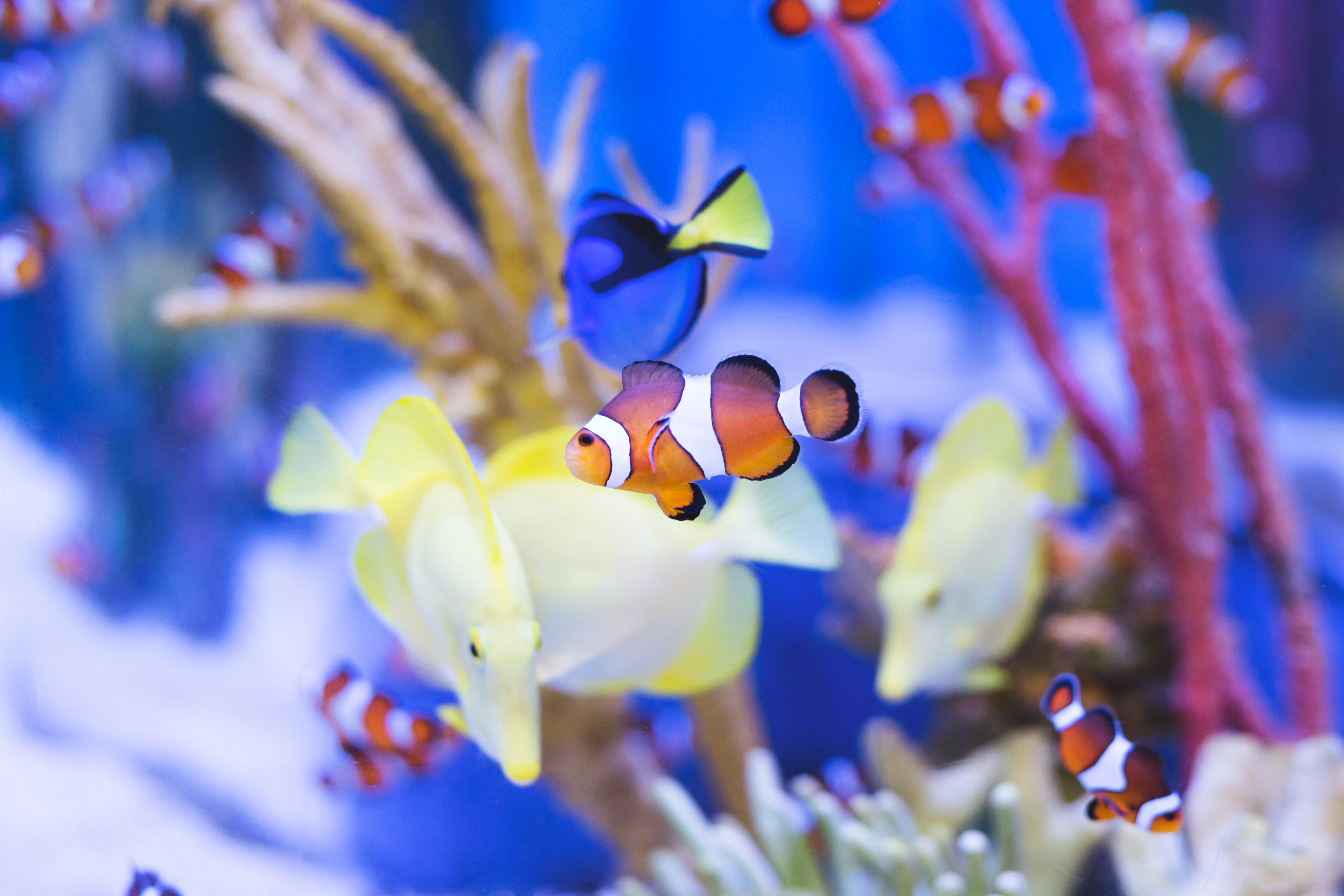 🐠 Dive Into Wonder: Explore the Richmond Aquarium, VA’s Hidden Underwater Gem!
