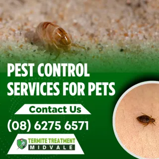 Do I have Fleas or Bedbugs?