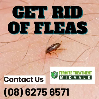 Bites, Insects or Something Else?