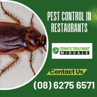 Pest Control In Restaurants – 5 Tips
