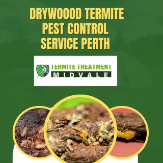 Drywood Termite Pest Control Services