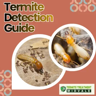 How to spot if you have Termites in Your House