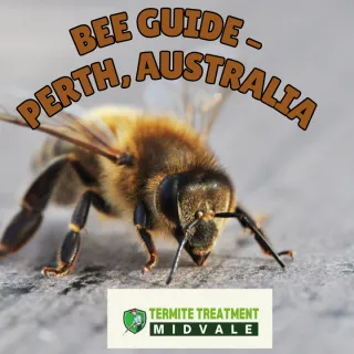 Types of Bees in Perth, Australia: A Complete Guide