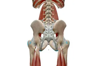 Sitting bone pain? Hamstring tendinopathy?