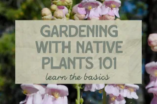 Native Plant Gardening 101