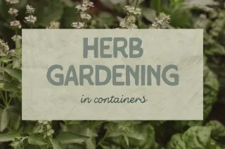 Herb Gardening
