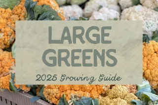 All About: Big Greens