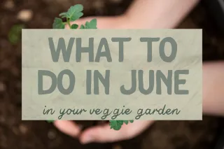 June Garden Mastery: Plant, Harvest, and Prep for Summer Resilience