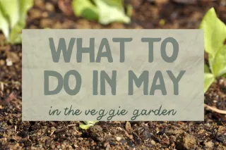 What to Do in the Veg Garden in May
