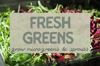 Microgreens and Sprouts