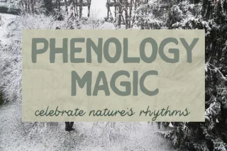Discover the Magic of Phenology