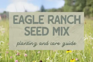 Eagle Ranch Seed Mix