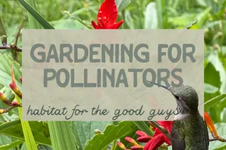🐝 Gardening for Pollinators