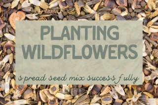 🌸 Planting Wildflower Mixes: Class