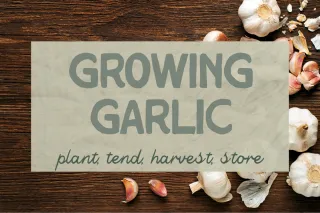 🧄 Growing Garlic: Class