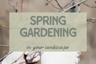 Spring Gardening for Your Landscape