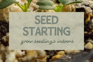 Seed Starting