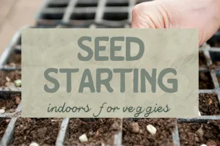 Sow Seeds of Success: Indoor Seed Starting Guide