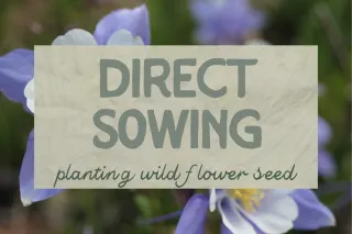 Scatter & Bloom: A Wildflower Lover’s Guide to Direct Sowing