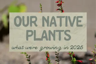 What We're Growing: Native Plants