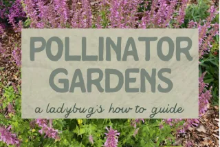 Pollinator Gardens with a Twist: Why Predators Deserve a Spot Too