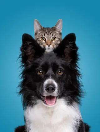 Leaving Your Pet Alone