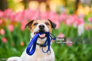 Choosing the Right Gear: Collars, Leads, and Harnesses for Your Pet