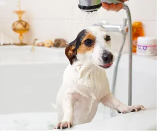 Pet Bathing