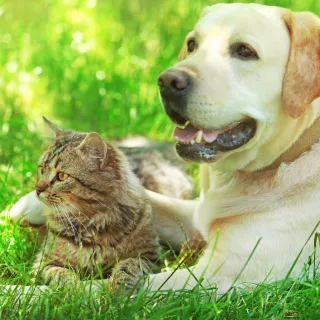 The Science Behind Why Pets Make Homes Happier
