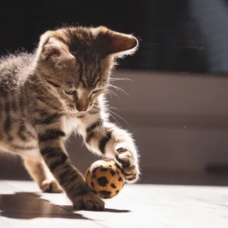 The Ultimate Guide for New Pet Parents: Caring for Puppies and Kittens