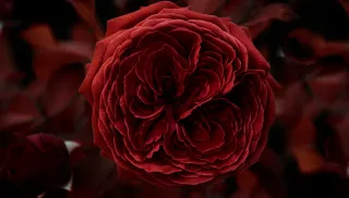 Sacred Sensuality: Steps to Reclaim Your Pleasure and Power