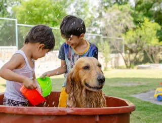 Wet and Wild – How to Introduce Your Dog