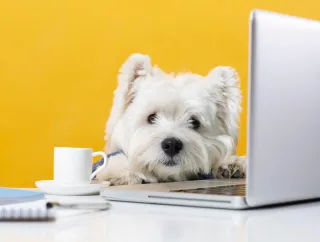 Working Your Pets Into Labor Day Plans