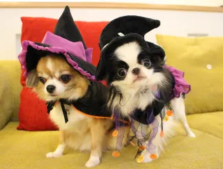 DIY Pet Costumes for Halloween