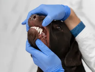 February is Pet Dental Health Month
