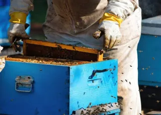 Emergency Pest Control in Cape Coral, FL | KBR Quality Pest Service