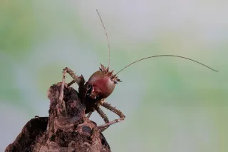 Mole Crickets and Lawn Pests: What Florida Homeowners Should Know