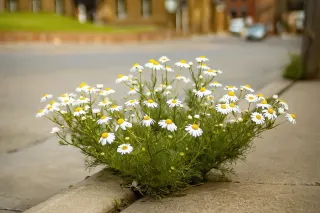 Dear Imposter Syndrome,