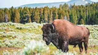 Spring Time in Yellowstone National Park