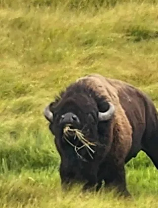 Spring is Stirring in Yellowstone National Park – Plan Your Trip Early!