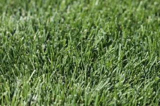 Best Grass Types for Lawncare in Commerce Township