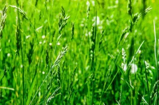 Best Grass Types for Lawncare in Novi