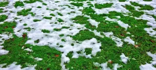 Caring for Your Lawn During the Cold Months in Novi