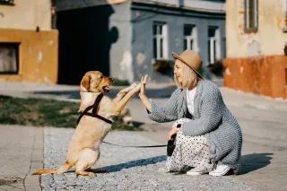 How Adding Dogs to Your Home Boosts Your Wellness and Mood