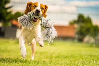 DIY Dog Toys: Fun and Frugal Enrichment for Your Furry Friend