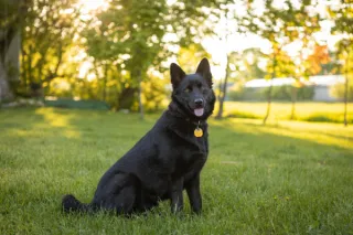Dog-Friendly Landscaping: Creating a Backyard Oasis for You and Your Pet
