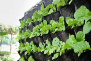 Vertical Gardening: Maximizing Space and Greenery in Your Home and Garden