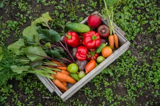 Organic Gardening: Growing Healthy and Sustainable Food for Your Family (and Pets!)